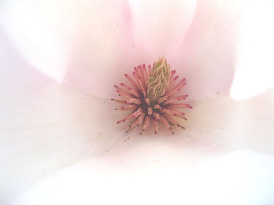Center of a magnolia blossom  Geotagged,United States