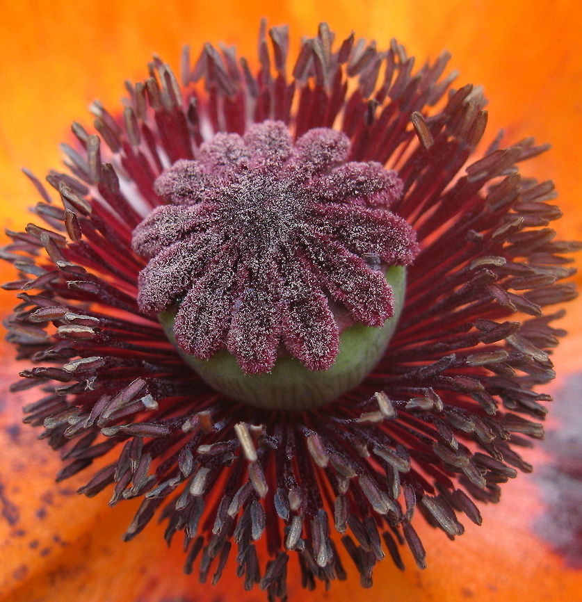Papaver somniferum This is a macro shot of the center of an Opium Poppy in my flower garden. Geotagged,Opium Poppy,Papaver somniferum,United States
