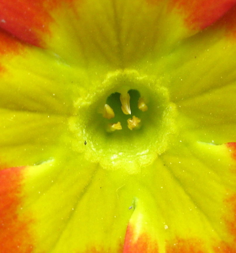 Red primrose (Primula vulgaris) A macro shot of a red primrose with a yellow center. This photo was taken in my garden. Geotagged,Primula Vulgaris,Primula vulgaris,United States