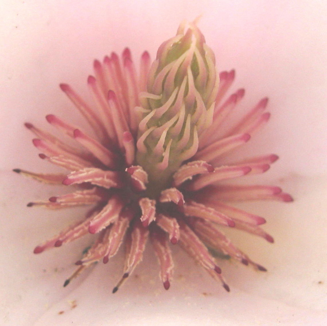 Magnolia Flower This is a macro shot of the center of a Magnolia flower from a neighbor&#039;s Magnolia tree. Geotagged,United States