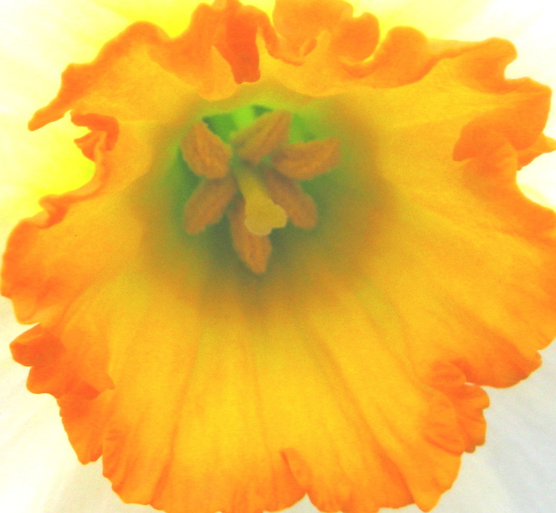 Daffodil  Geotagged,United States