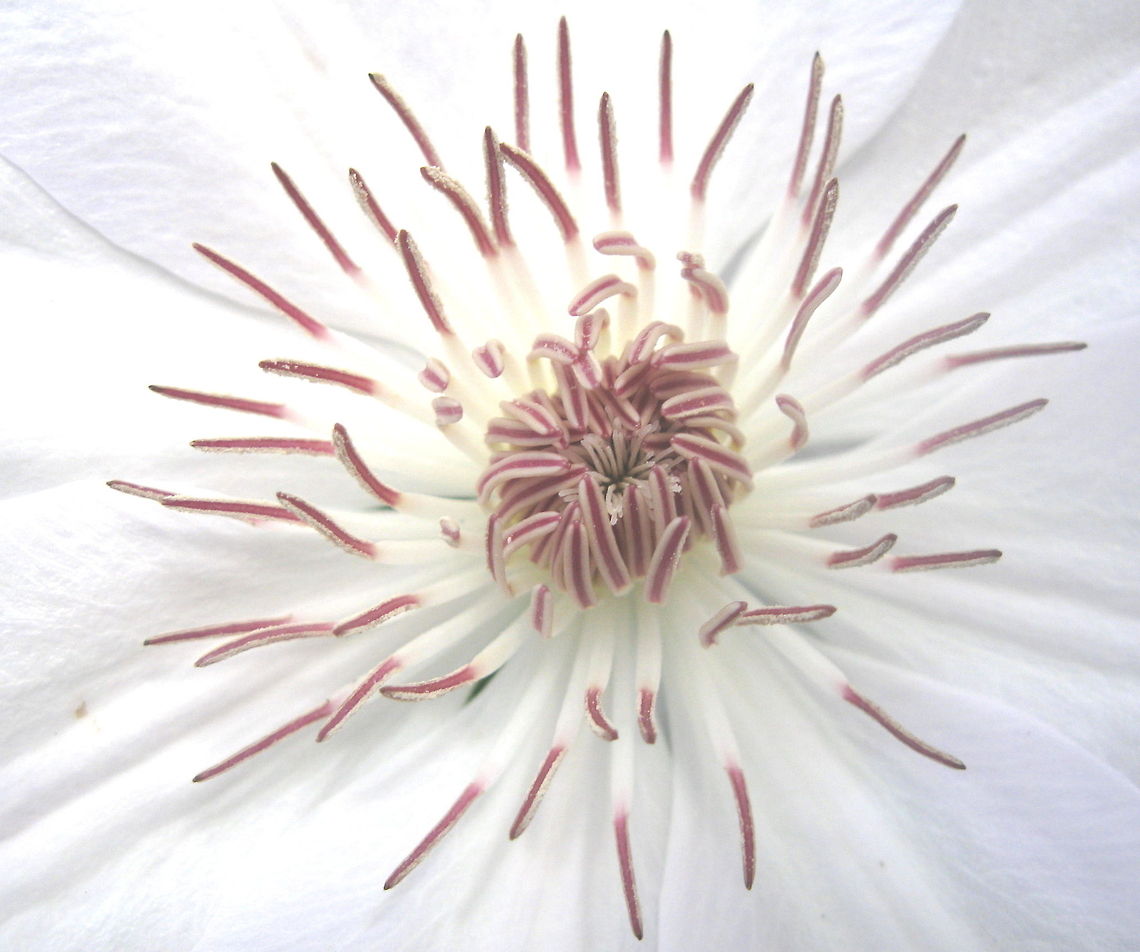 white_clematis  Geotagged,United States