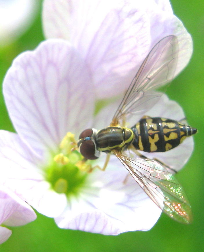 Hover Fly, Flower Fly or Wasp Mimic This photo shows a Hover Fly enjoying the pollen of a Wood Sorrel, a lovely wildflower found in the meadows and fields of PA. Geotagged,Toxomerus geminatus,United States