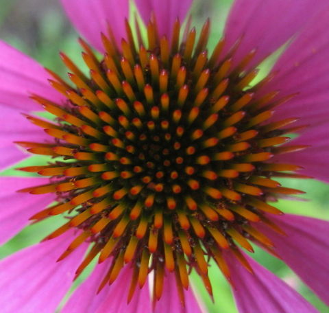 Purple Coneflower (Echinacea purpurea) The coneflower is a beautiful flower that blooms in late summer.  Butterflies are often found feeding on this beauty and when the petals have faded, the center, full of seeds, are eaten by many different birds. Echinacea purpurea,Geotagged,United States