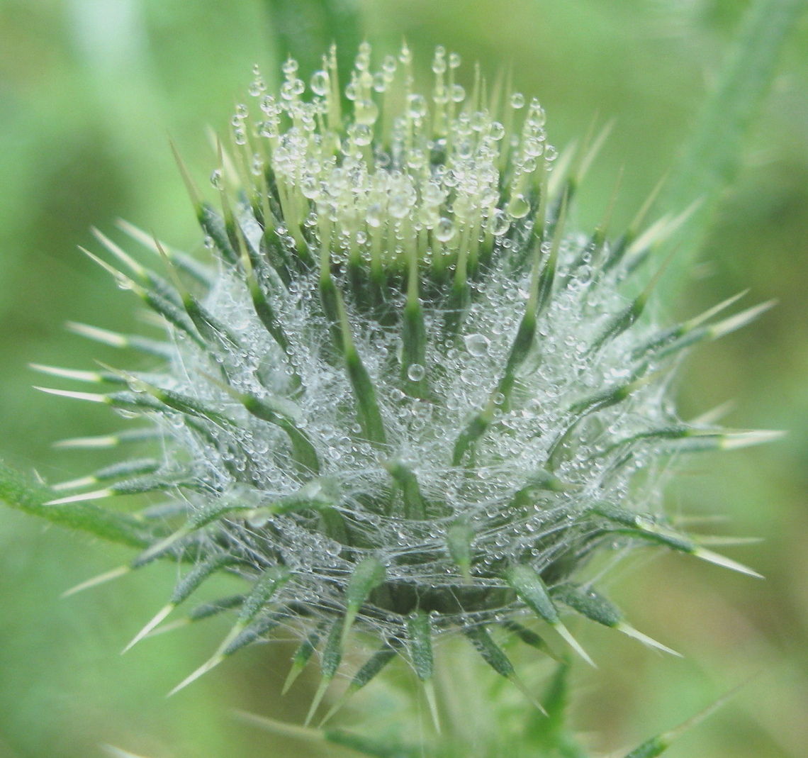 Water drops on a spiky plant. Rain drops captured on a spike covered plant along the road in rural PA. Geotagged,United States