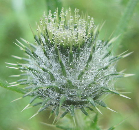 Water drops on a spiky plant. Rain drops captured on a spike covered plant along the road in rural PA. Geotagged,United States