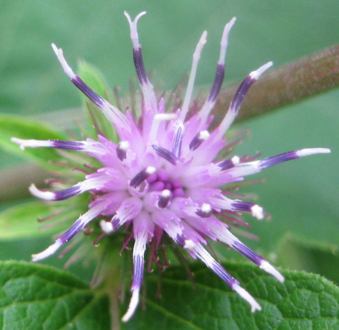 Arctium minus, lesser burdock, common burdock This is a Burdock plant in bloom. When this unusual flower dries up, the &quot;petals&quot; of this flower shrivel, causing the ends to become hook-like.  It then can easily attach itself to your clothing or the fur of an animal, earning it the common name &quot;stick tight&quot;.  It is also thought to be the inspiration for Velcro! Arctium minus,Geotagged,Lesser burdock,United States
