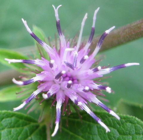 Arctium minus, lesser burdock, common burdock This is a Burdock plant in bloom. When this unusual flower dries up, the "petals" of this flower shrivel, causing the ends to become hook-like.  It then can easily attach itself to your clothing or the fur of an animal, earning it the common name "stick tight".  It is also thought to be the inspiration for Velcro! Arctium minus,Geotagged,Lesser burdock,United States