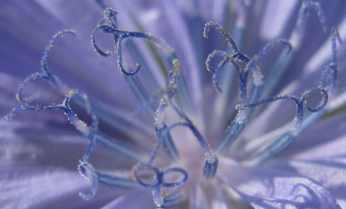 Chickory wild flower. Macro shot of the center of the wild flower Chickory that was growing along the roadside. Geotagged,United States