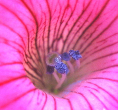 Pansy center. Macro shot of the center of a petunia. Geotagged,United States