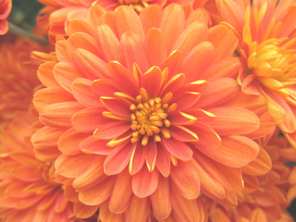 BS43  Chrysanthemum morifolium