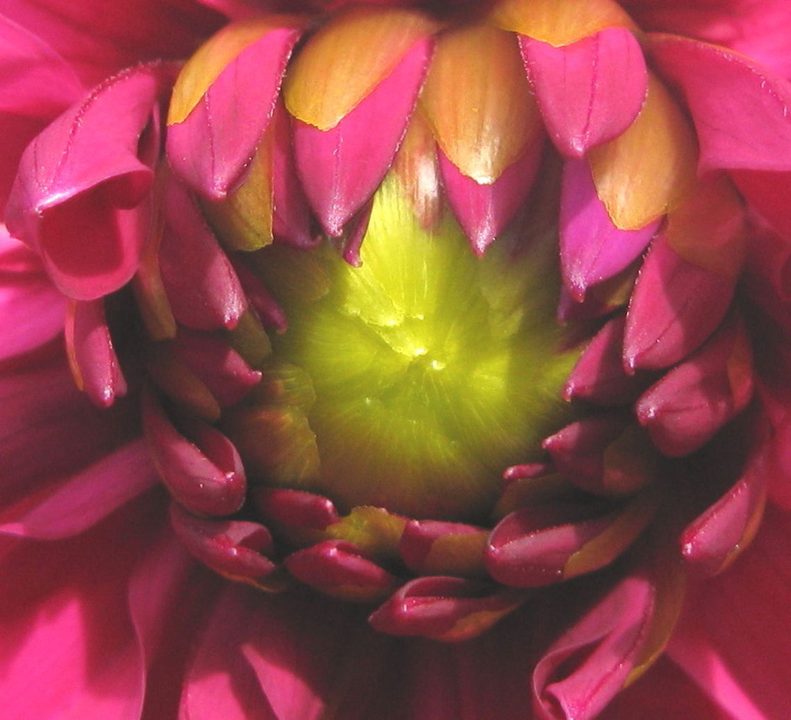 Dahlia close up This is a macro shot of a beautiful pink Dahlia with a yellow center. This photo was taken in my flower garden in Kane PA. Geotagged,United States