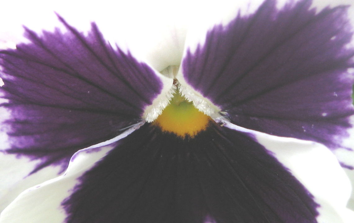 Pansy This is a macro shot of a beautiful pansy. Geotagged,Pansy,United States,Viola tricolor subsp. hortensis