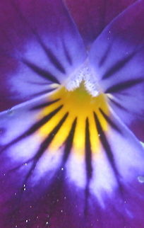 Pansy Macro shot of the center of a Pansy. Geotagged,Pansy,United States,Viola tricolor subsp. hortensis