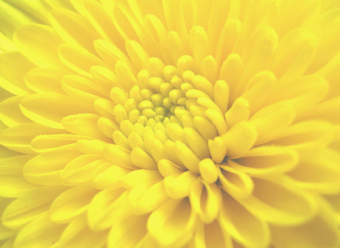 Yellow chrysanthemum Beautiful fall flower, chrysanthemum. Chrysanthemum morifolium,Geotagged,Summer,United States