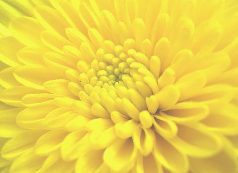 Yellow chrysanthemum Beautiful fall flower, chrysanthemum. Chrysanthemum morifolium,Geotagged,Summer,United States