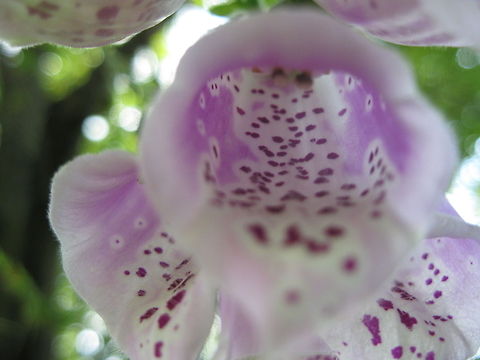 Digitalis purpurea (purple foxglove or lady's glove) The purple foxglove is a biennial plant that attracts hummingbirds. The view here is looking up inside the cone-like flowers. Common Foxglove,Digitalis purpurea