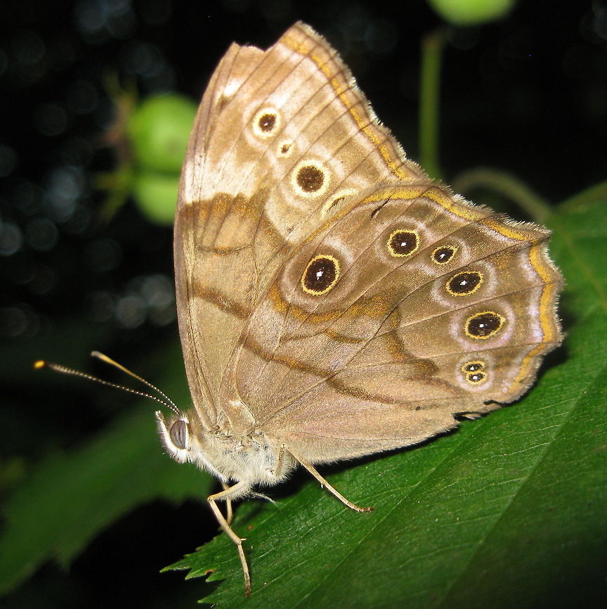Northern Pearly-eye This beauty was found in my garden in Kane PA. Enodia anthedon,Geotagged,Northern Pearly-eye,United States