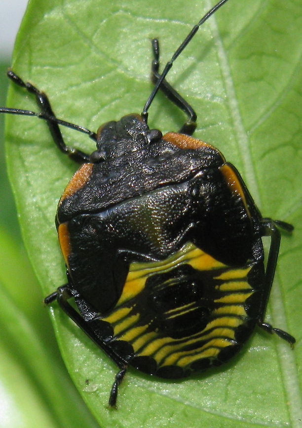 Green Stink Bug A Green Stink Bug pictured on a leaf in my backyard in Kane PA. Acrosternum hilare,Geotagged,Green stink bug,Nymph,United States