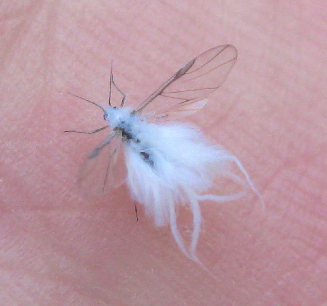 Woolly Aphid This white, fluffy aphid looks like it&#039;s wearing a cotton ball coat! Beech blight aphid,Geotagged,Grylloprociphilus imbricator,Prociphilus tessellatus,United States,Woolly Alder Aphid