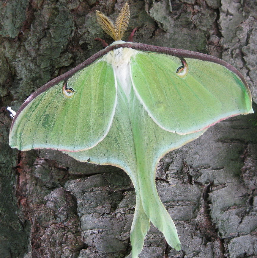 Luna Moth I found this beauty on my Cherry tree beside our home in Kane PA. Actias luna,Geotagged,Luna Moth,United States