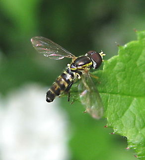 Hover Fly (Toxomerus marginatus) on the leaf of a raspberry bush. This photo is of a hover fly sitting on the edge of a leaf in my garden. Geotagged,Toxomerus geminatus,Toxomerus marginatus,United States