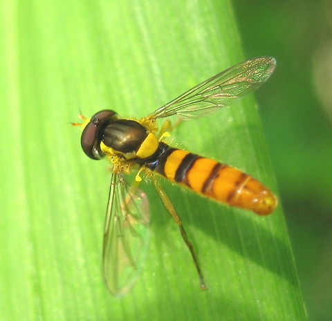 Sphaerophoria contigua This photo was taken in my garden in Kane PA. Geotagged,Sphaerophoria contigua,United States