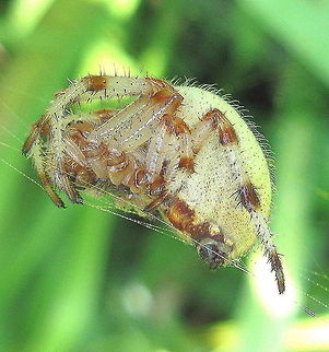 Spotted Orb Weaver spider (Neoscona crucifera) in my Kane PA garden. This beautiful spider was found in my flower garden. I was able to get several good photos and I observed how its web worked to capture prey. It seems to use some sort of "trip wire" so when something lands on the web, the vibration created alerts the spider. It is very interesting to watch. Geotagged,Neoscona crucifera,United States