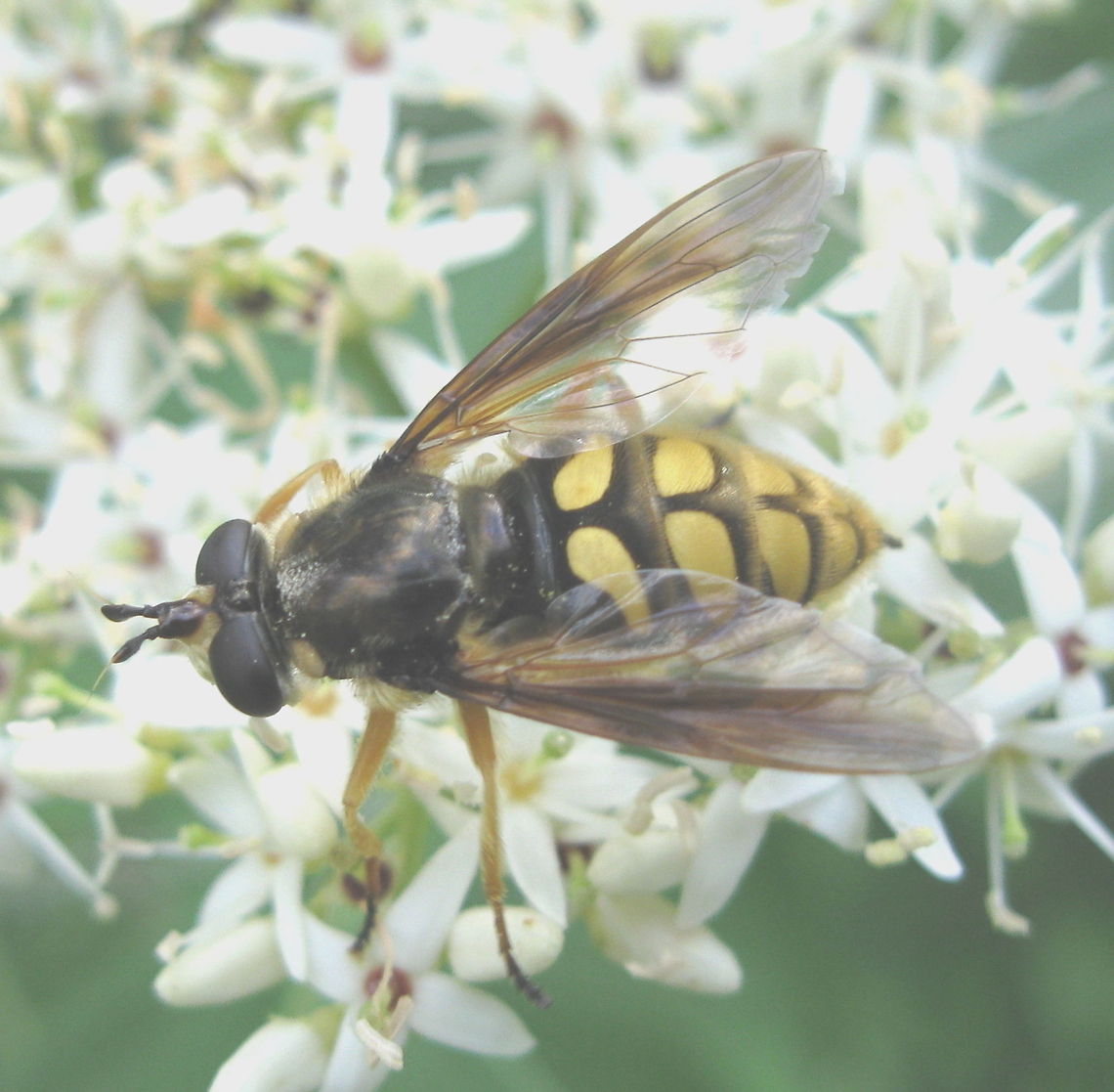 Hover Fly, Flower Fly or Wasp Mimic This Hover Fly is often found on flowers and is usually thought to be a wasp or a bee due to its black and yellow coloring. Geotagged,United States