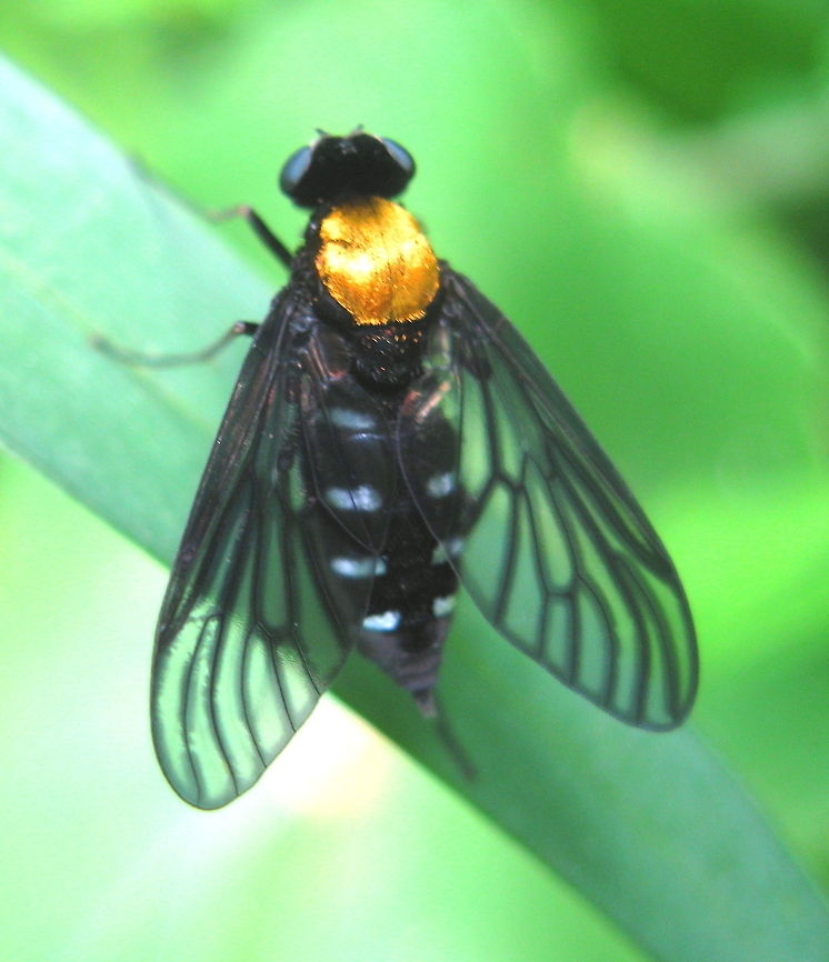 Golden-backed Snipe Fly (Chrysopilus thoracicus) This beautiful fly has a brilliant golden back. The wings and body are black with black eyes. Chrysopilus thoracicus,Geotagged,Golden-backed Snipe Fly,United States