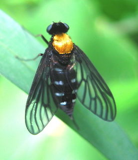 Golden-backed Snipe Fly (Chrysopilus thoracicus) This beautiful fly has a brilliant golden back. The wings and body are black with black eyes. Chrysopilus thoracicus,Geotagged,Golden-backed Snipe Fly,United States
