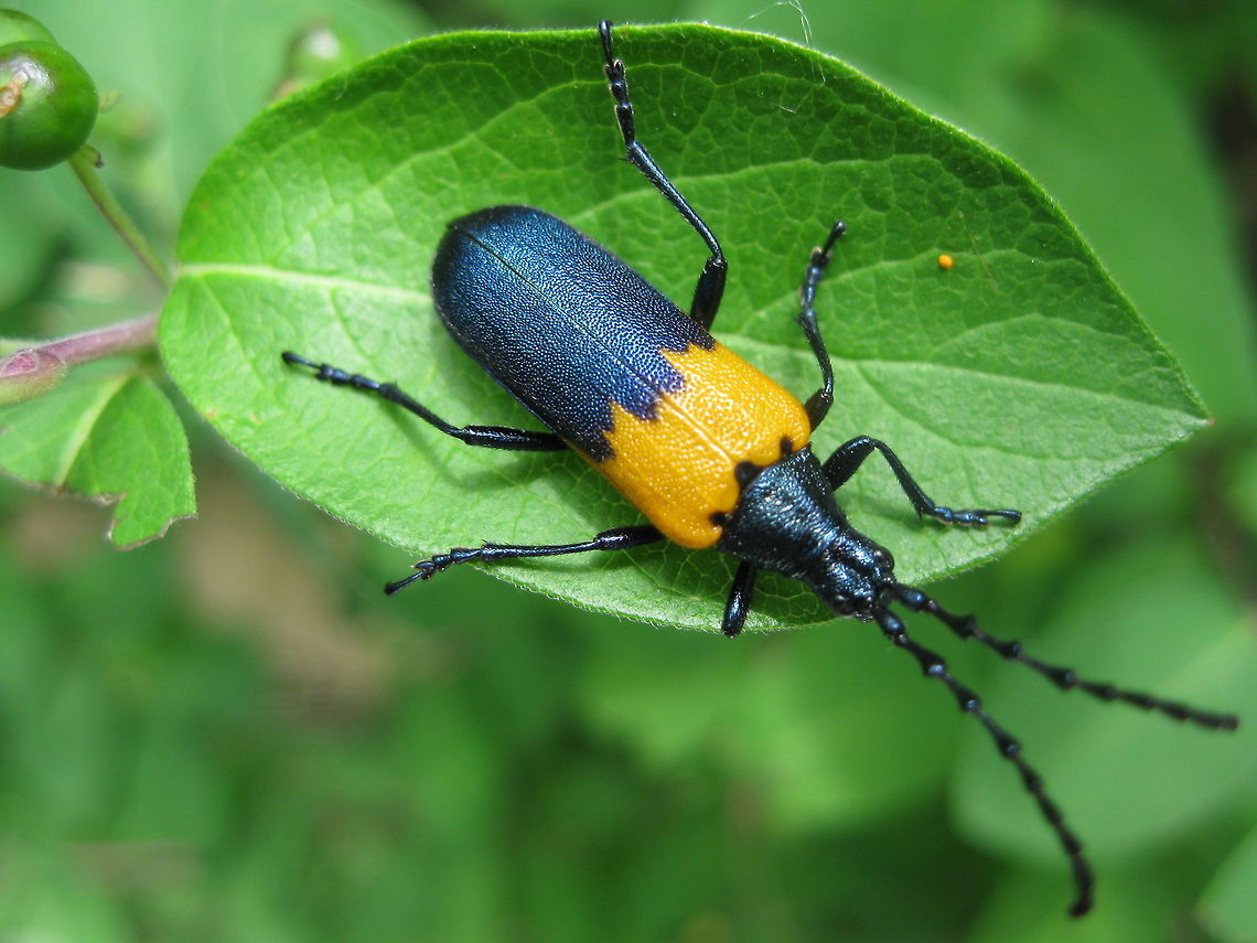 Elderberry Borer This photo was taken in my garden in Kane PA. Desmocerus palliatus,Elderberry Borer,Geotagged,United States