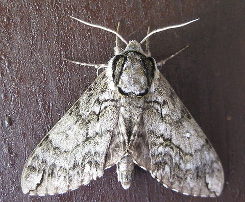 Catocala Relicta Moth This well hidden moth was almost impossible to see on the bark of a tree in my yard. Ceratomia undulosa,Geotagged,United States,Waved Sphinx