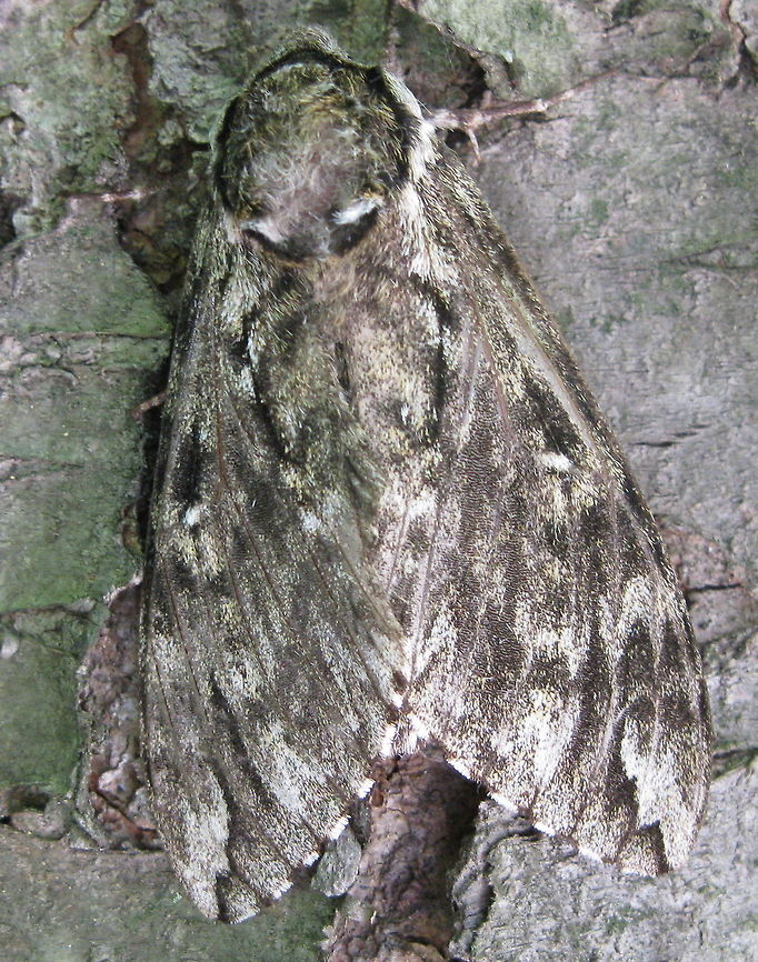 Another great "camouflaged" moth! This moth can blend in to the bark of tree so well that it is sometimes, nearly impossible to detect. The black, white and grey colors are the perfect blend to camouflage this moth. Ceratomia undulosa,Geotagged,United States,Waved Sphinx