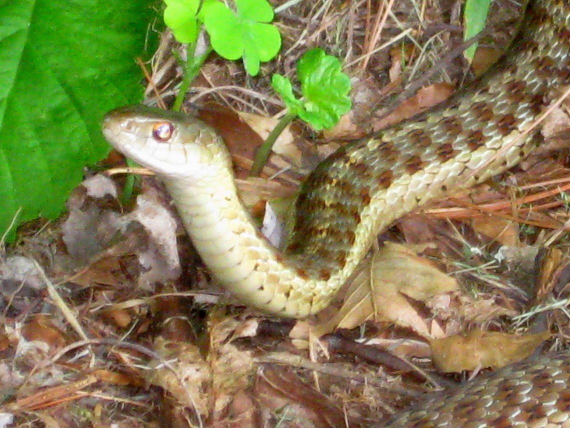 Common Garter Snake A closer shot of our friendly garter snake. Common Garter Snake,Geotagged,Thamnophis sirtalis,United States
