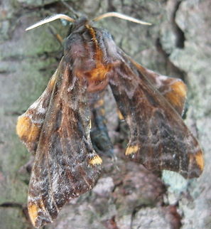 Small-eyed sphinx moth  Geotagged,Paonias myops,Small-Eyed Sphinx,United States