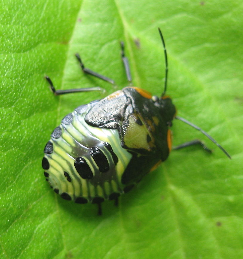 Green Stink Bug Another beautiful bug in my garden in Kane PA. Acrosternum hilare,Geotagged,Green stink bug,United States