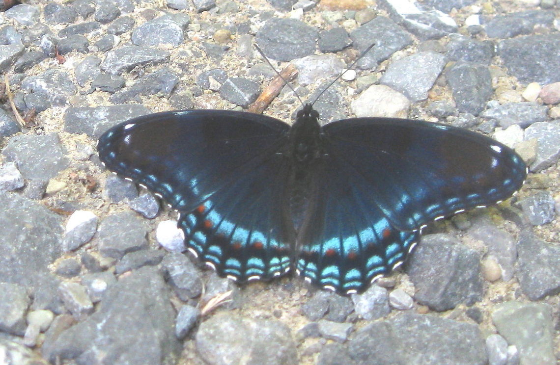 Red_spotted_purple or White Admiral This beautiful butterfly landed in my driveway long enough for me to get this picture. Geotagged,Limenitis arthemis,United States,White Admiral or Red-spotted Purple
