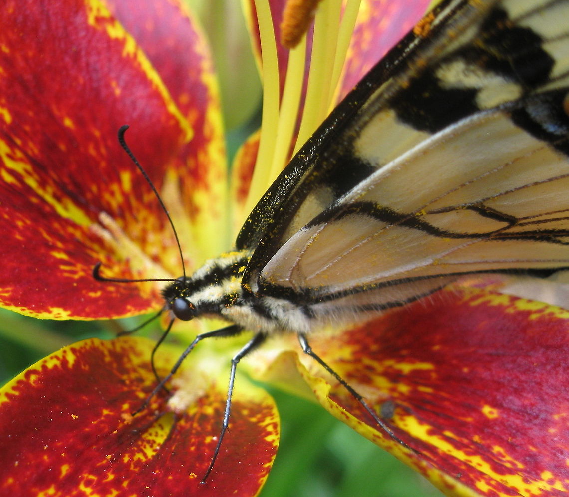 Tiger Swallowtail This beautiful butterfly is covered with pollen inside of a lovely hybrid lily. Eastern Tiger Swallowtail,Geotagged,Papilio glaucus,United States