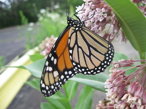Monarch Butterfly on Milkweed. This fabulous butterfly posed for me on a milkweed plant in Kane PA. Danaus plexippus,Geotagged,Monarch,United States