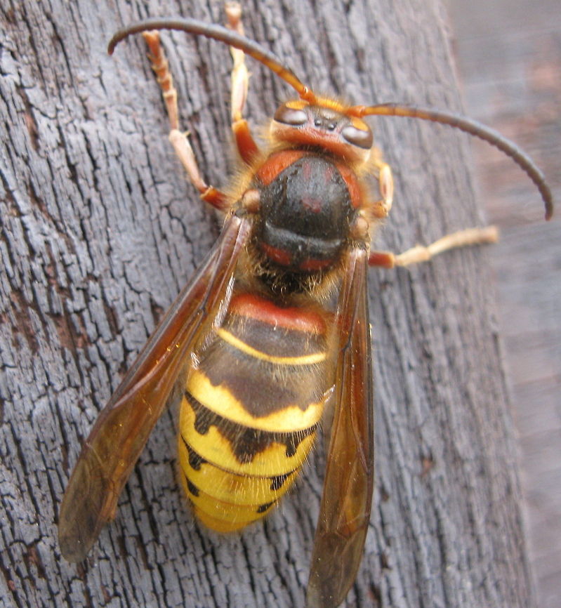 European Hornet This picture was taken near Kinzua Lake in north western PA. European Hornet,Geotagged,United States,Vespa crabro