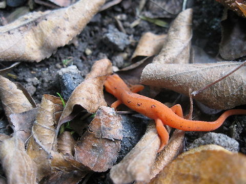 Juvenile Eastern (Red-Spotted) Newt I found this little dude walking on the pathway to my garden. He was pretty easy to spot because of his great color! Eastern newt,Geotagged,Notophthalmus viridescens,United States,red eft,red-spotted newt