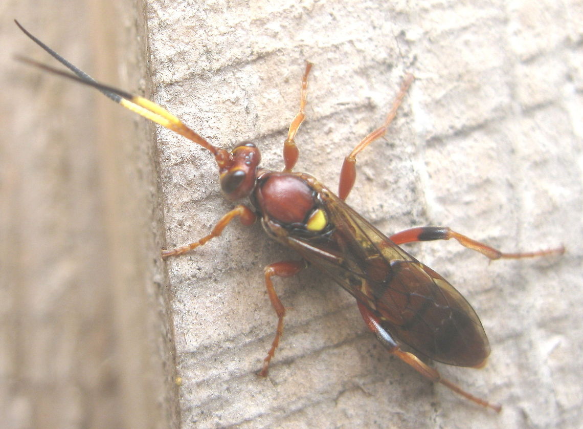 Parasitic wasp (Ichneumon ultimus) This photo was taken several years ago in Evergreen Park. a beautiful recreational park in the middle of the town of Kane. Up until now, I had no clue what is was......thanks so much to JungleDragon member morphene for researching it and coming up with the answer!!! Geotagged,Ichneumon ultimus,United States