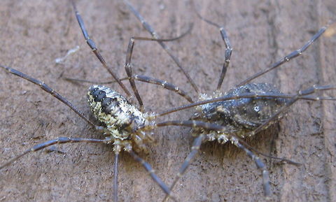 Phalangium opilio (daddy longlegs) Pictured here are 2 harvestmen daddy longlegs. Daddy longlegs,Geotagged,United States