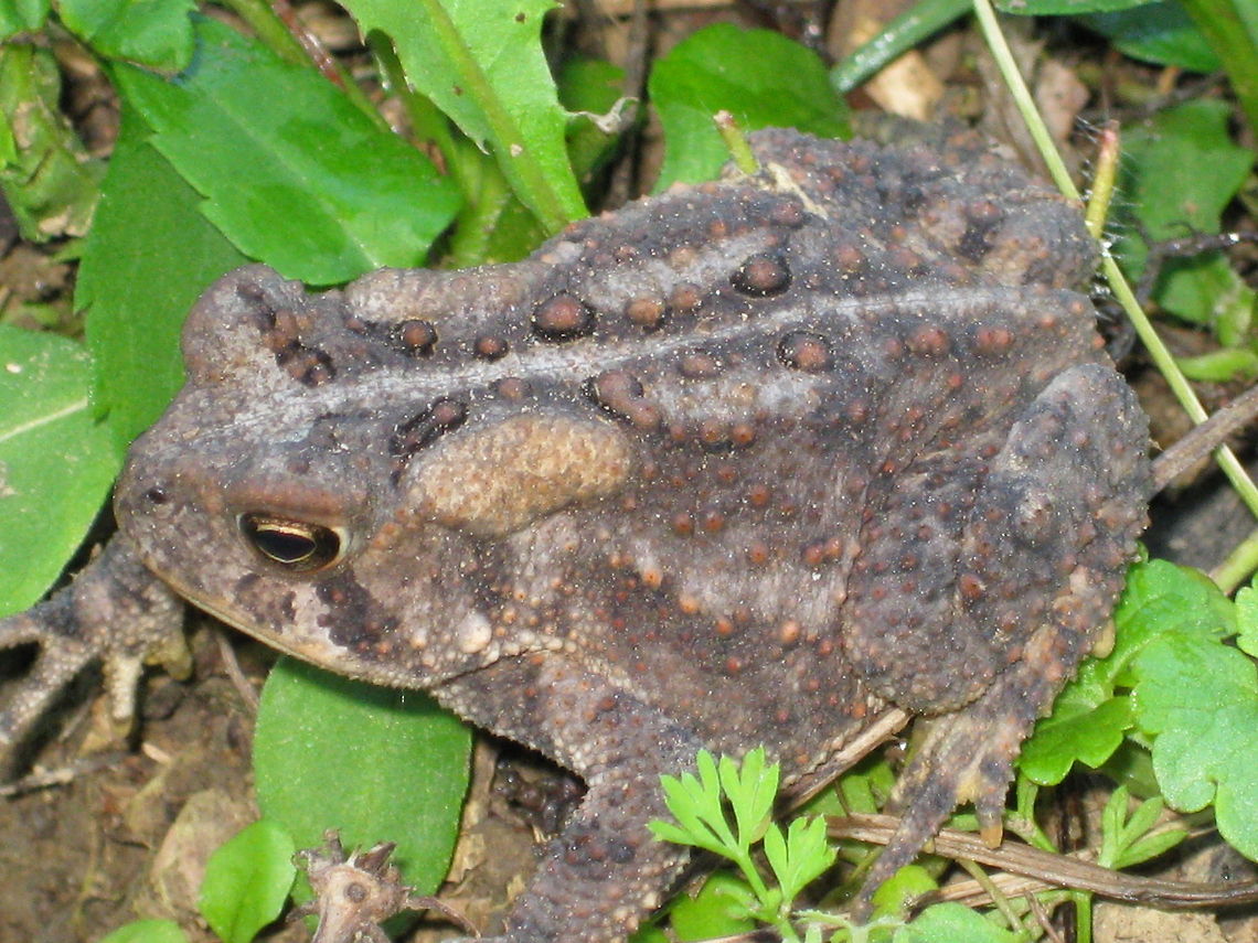 American Toad This toad was in my backyard garden in Kane PA. American toad,Anaxyrus americanus,Bufo americanus,Geotagged,United States