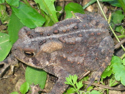 American Toad This toad was in my backyard garden in Kane PA. American toad,Anaxyrus americanus,Bufo americanus,Geotagged,United States