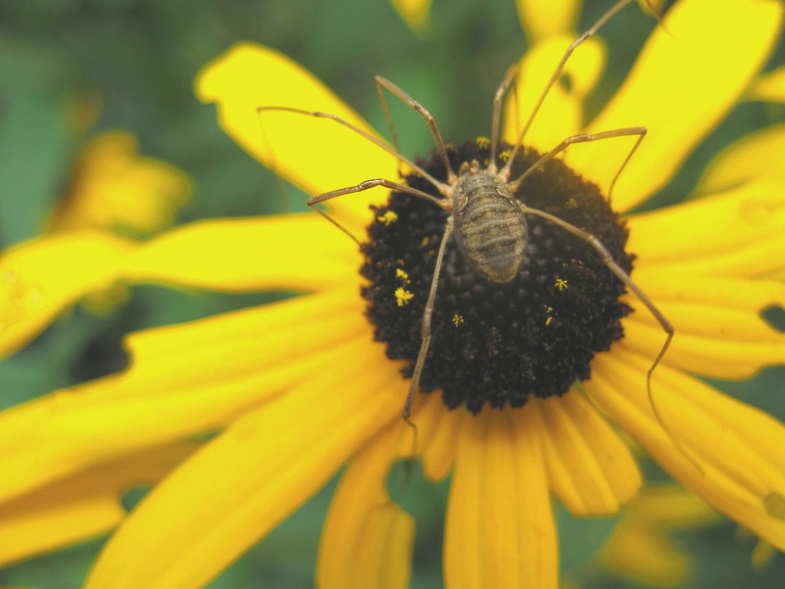 Harvestmen (Opiliones) Daddy Long-legs This arachnid, which is commonly known as a daddy long-legs has an oval shaped body, brown in color, with eight long, delicate legs. It is pictured here perched atop of a Black-eyed Susan (Rudbeckia)...a daisy-like flower with a brown or black center and yellowish gold colored petals. Daddy longlegs,Geotagged,Phalangium opilio,United States