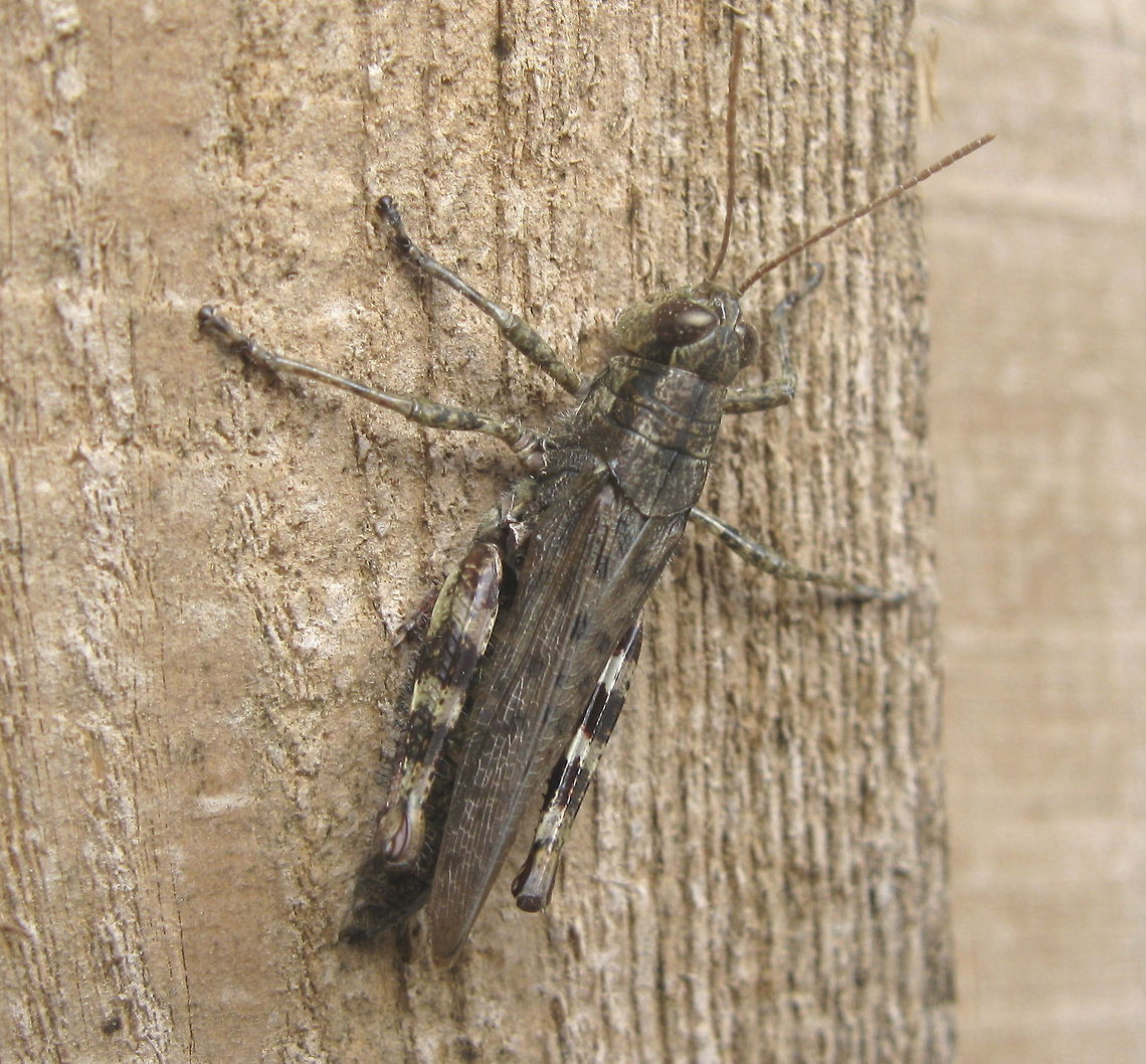 Common field grasshopper (Chorthippus brunneus) The field grasshopper is a muted brownish grey and quite easy to approach. I found this little dude on a wooden post in a local campground in the Alleghany National Forest. Chorthippus brunneus,Common field grasshopper,Geotagged,United States