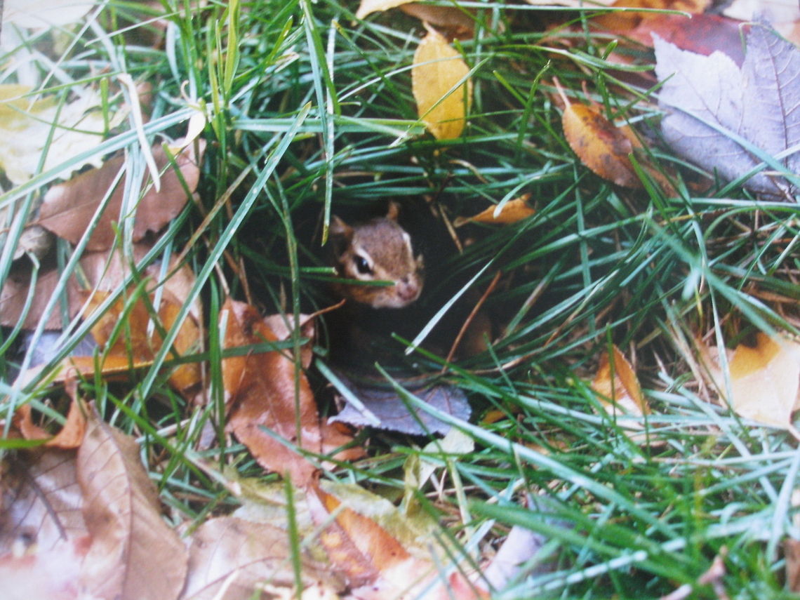 Eastern Chipmunk A chipmunk is peering out of his hole which is surrounded by fallen leaves. Eastern chipmunk,Geotagged,Tamias striatus,United States