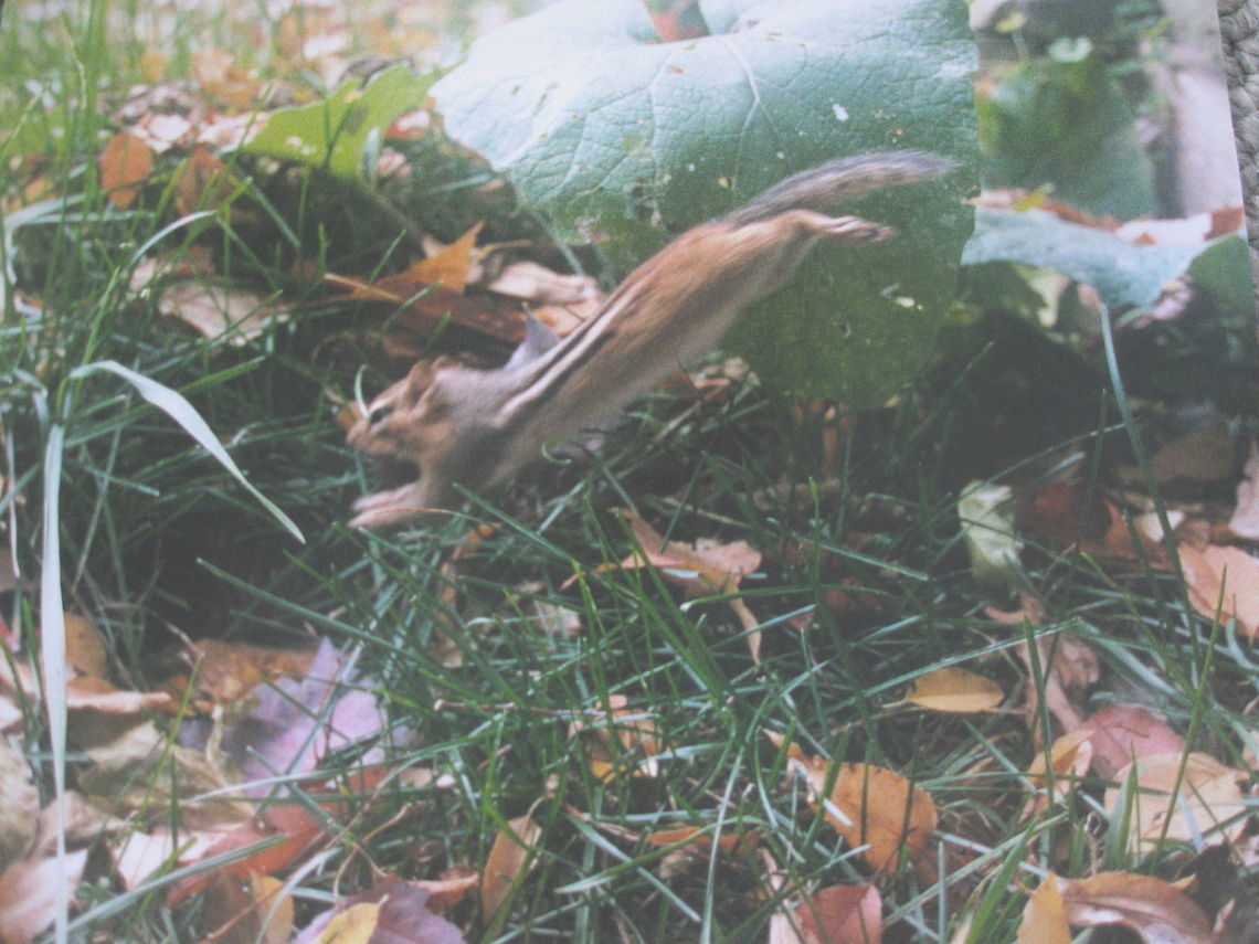 Eastern Chipmunk I was able to capture this chipmunk flying in mid air while it was jumping for its whole in the yard. Eastern chipmunk,Geotagged,Tamias striatus,United States